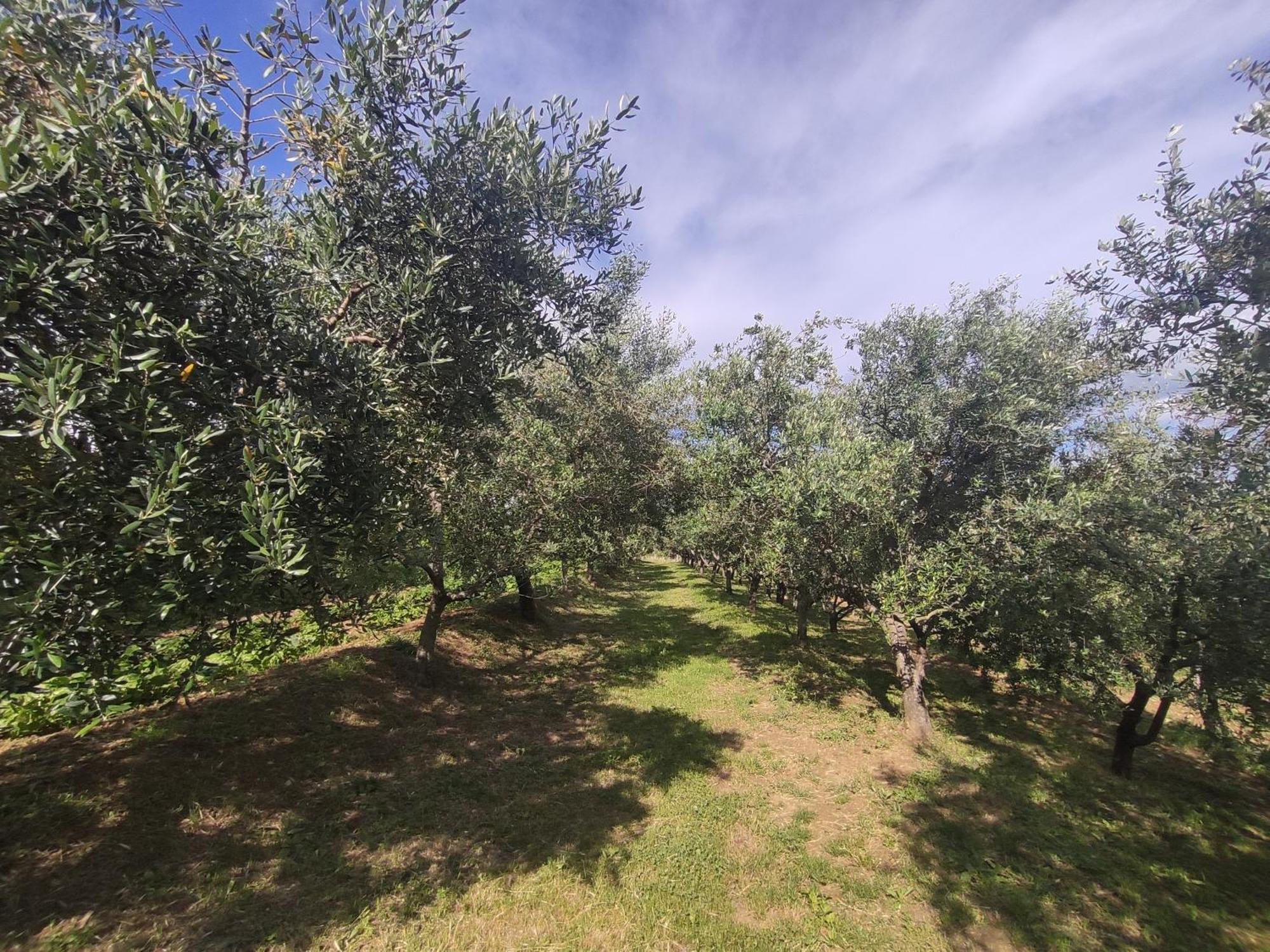 Grožnjan Apartman Villa Romana מראה חיצוני תמונה